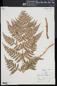 Dryopteris campyloptera image