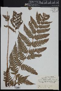 Dryopteris celsa image