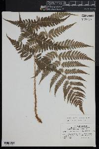 Dryopteris celsa image