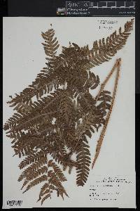 Dryopteris celsa image