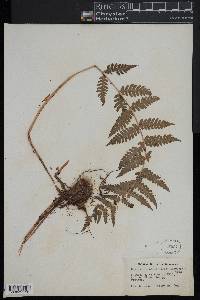 Dryopteris celsa image