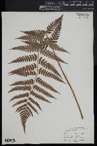 Dryopteris celsa image