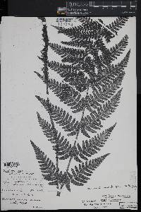 Dryopteris celsa image