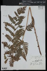 Dryopteris clintoniana image