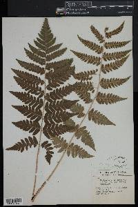 Dryopteris clintoniana image