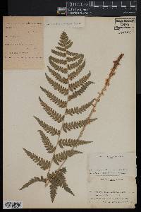 Dryopteris clintoniana image