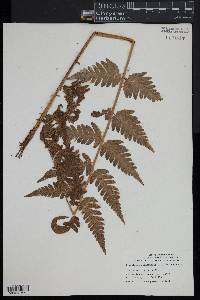 Dryopteris clintoniana image