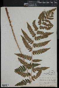 Dryopteris clintoniana image