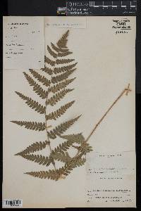 Dryopteris clintoniana image