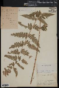 Dryopteris clintoniana image