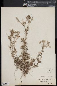 Potentilla argentea image