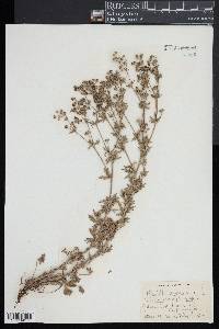 Potentilla argentea image