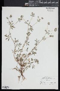 Potentilla argentea image