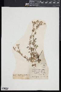 Potentilla argentea image