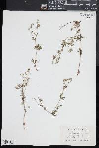 Potentilla argentea image