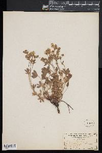 Potentilla aurea image