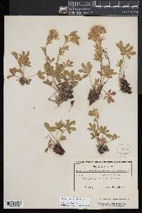 Image of Potentilla caulescens