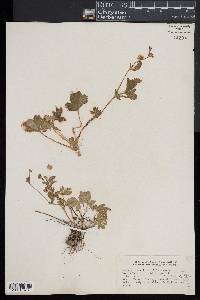 Potentilla canadensis image