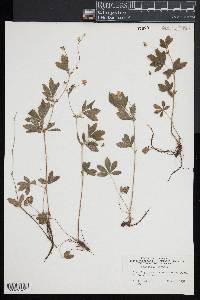 Potentilla canadensis image