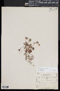 Potentilla canadensis image