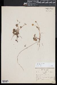 Potentilla canadensis image