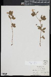 Potentilla canadensis image