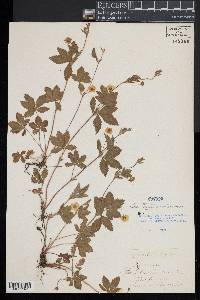 Potentilla canadensis image