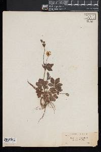 Potentilla canadensis image