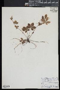 Potentilla canadensis image