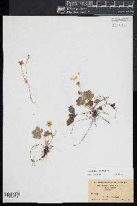 Potentilla canadensis image