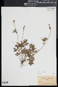 Potentilla canadensis image