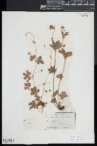 Potentilla canadensis image