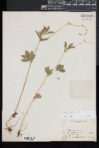 Potentilla canadensis image