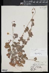 Potentilla canadensis image