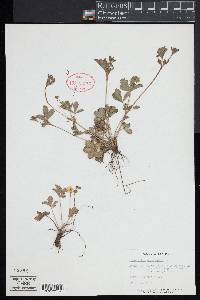 Potentilla canadensis image