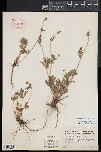 Potentilla canadensis image