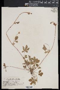 Potentilla canadensis image