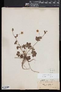 Potentilla canadensis image