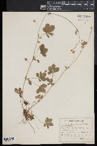 Potentilla canadensis image