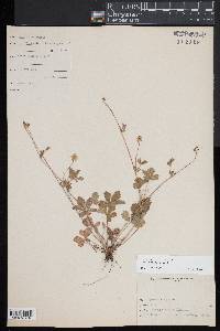 Potentilla canadensis image