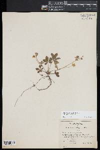 Potentilla canadensis image