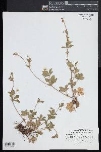 Potentilla canadensis image