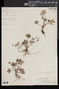 Potentilla canadensis image