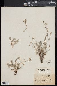 Potentilla candicans image