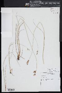 Juncus secundus image