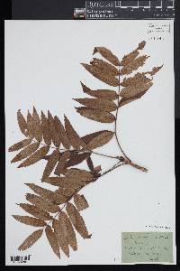 Sorbus americana image