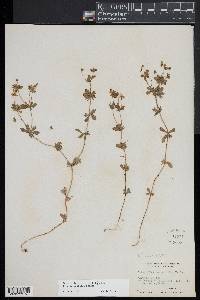 Potentilla erecta image