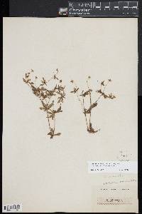 Potentilla erecta image