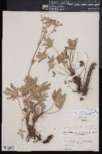 Potentilla gracilis image