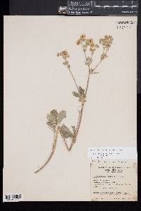 Potentilla gracilis image